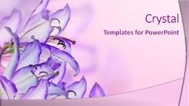  Presentation with lily flower - Cool new slide set with lilac lily flower on light backdrop and a pink colored foreground