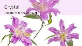  Presentation with lily - Presentation theme having lilac-lily-flowers-isolated background and a lavender colored foreground