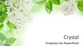  Presentation with green tree - Slides with lilac on the green background and a white colored foreground