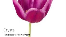  Presentation with lilac flower - Beautiful presentation theme featuring lilac tulip flower head isolated on white background backdrop and a white colored foreground