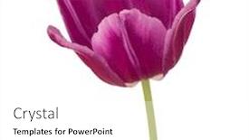  Presentation with lilac flower - Slides featuring lilac tulip flower head isolated on white background background and a white colored foreground