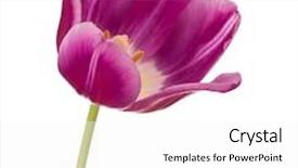  Presentation with lilac flower - Theme with lilac tulip flower head isolated on white background background and a white colored foreground