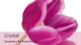  Presentation with lilac flower - Amazing slide set having lilac tulip flower head isolated backdrop and a purple colored foreground