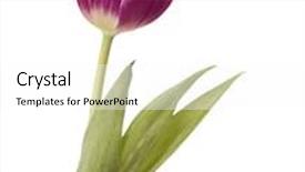  Presentation with lilac flower - Colorful presentation theme enhanced with lilac-tulip-flower-head-isolated backdrop and a  colored foreground