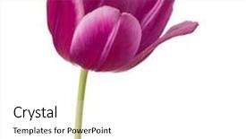  Presentation with lilac flower - Amazing PPT layouts having lilac tulip flower head isolated on white background backdrop and a white colored foreground