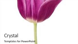  Presentation with lilac flower - Presentation theme featuring head isolated on white background background and a white colored foreground