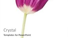 Presentation with lilac flower - Theme enhanced with lilac tulip flower head isolated background and a white colored foreground