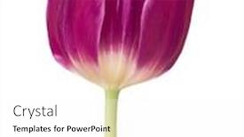  Presentation with lilac flower - Cool new slide deck with lilac tulip flower head isolated on white background backdrop and a white colored foreground