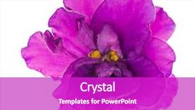  Presentation with lilac flower - Presentation theme enhanced with lilac violet isolated flower background and a purple colored foreground