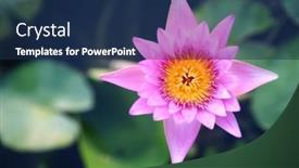  Presentation with water lily - Presentation design enhanced with lilac-water-lily-flower background and a navy blue colored foreground