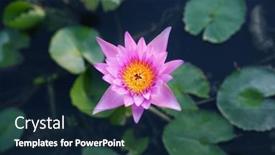  Presentation with water lily - PPT layouts having lilac-water-lily-flower background and a wine colored foreground