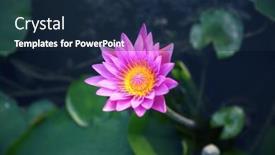  Presentation with water lily - Slide deck consisting of lilac-water-lily-flower background and a navy blue colored foreground