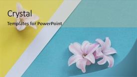  Presentation with pink perfume - Audience pleasing PPT layouts consisting of lilac wedding - hyacinth pink surprise dutch hyacinth backdrop and a yellow colored foreground