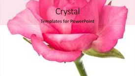  Presentation with pink rose petals on white - Colorful slides enhanced with lilac wedding - one pink rose flower isolated backdrop and a  colored foreground