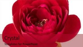  Presentation with red hibiscus rosa sinensis flower - Amazing PPT theme having lilac wedding - one red rose flower head backdrop and a  colored foreground