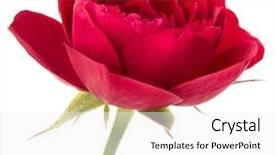  Presentation with lilac flower - Beautiful PPT theme featuring lilac wedding - one red rose flower head backdrop and a white colored foreground