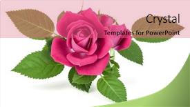  Presentation with rose flower - Colorful slide deck enhanced with lilac wedding - pink rose flower bouquet isolated backdrop and a coral colored foreground