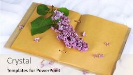  Presentation with lilacs - Slide set consisting of lilacs-branch-on-book background and a yellow colored foreground
