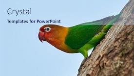  Presentation with india green natural - Colorful PPT layouts enhanced with lilian-s-lovebird-agapornis-lilianae backdrop and a sky blue colored foreground