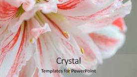  Presentation with in memory of lily - Presentation design having lilies - beautiful striped barbados lily background and a soft green colored foreground