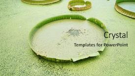  Presentation with lotus water - Cool new PPT theme with lilies - huge floating lotus giant amazon backdrop and a mint green colored foreground