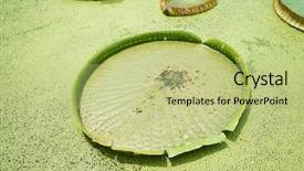  Presentation with lotus water - Presentation theme consisting of lilies - huge floating lotus giant amazon background and a mint green colored foreground