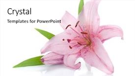  Presentation with lily - Audience pleasing slide deck consisting of lilies - pink lily isolated on white backdrop and a white colored foreground