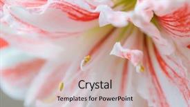  Presentation with lily of the valley close - Colorful presentation enhanced with lilies - striped barbados lily close up backdrop and a mint green colored foreground