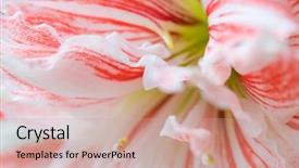  Presentation with lily - Audience pleasing slide set consisting of lilies - striped barbados lily close up backdrop and a coral colored foreground