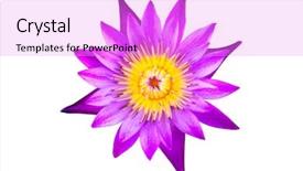  Presentation with water lily - Audience pleasing PPT layouts consisting of lilies - top view flat lay purple backdrop and a lilac colored foreground