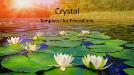  Presentation with water lily - Colorful presentation theme enhanced with lilies - water lily on lake backdrop and a gold colored foreground