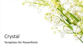  Presentation with lily - Cool new presentation with lilies of the valley isolated backdrop and a white colored foreground