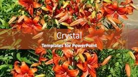  Presentation with lily - Audience pleasing presentation theme consisting of lilium-bulbiferum-fire-lily-flowers backdrop and a crimson colored foreground