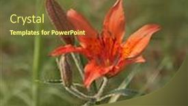  Presentation with lily - Amazing presentation having lilium pumilum - dwarf lily lilium backdrop and a tawny brown colored foreground