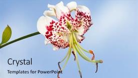  Presentation with live flower - Slides featuring lilium speciosum var gloriosoides was the most beautiful flower in east asian it only live in taiwan background and a light blue colored foreground