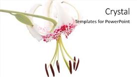  Presentation with live flower - Cool new presentation theme with lilium speciosum var gloriosoides was the most beautiful flower in east asian it only live in taiwan backdrop and a white colored foreground