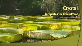  Presentation with floating - Audience pleasing PPT theme consisting of lillie - closeup of the huge floating backdrop and a tawny brown colored foreground