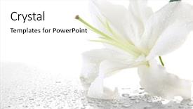  Presentation with lily - Presentation featuring lillies - beautiful lily isolated on white background and a white colored foreground