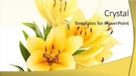  Presentation with lotus flower white water lily - PPT theme consisting of lillies - beautiful orange lilies isolated background and a blonde colored foreground