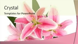  Presentation with pink and white roses country - PPT theme enhanced with lillies - beautiful pink lily isolated background and a soft green colored foreground