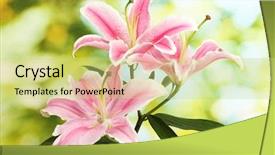  Presentation with pink green - PPT theme enhanced with lillies - beautiful pink lily on green background and a yellow colored foreground