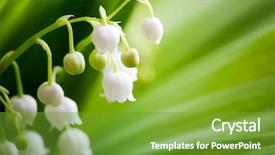 Presentation with lily - Audience pleasing theme consisting of lillies - close up of lily backdrop and a tawny brown colored foreground