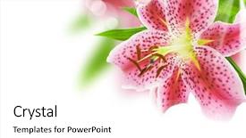  Presentation with lily of the valley close - PPT layouts enhanced with shot of a sofa in a modern studio background and a light gray colored foreground