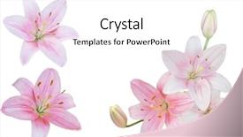  Presentation with pink flowers - Amazing PPT layouts having lillies - colleage of fresh pink lily backdrop and a white colored foreground
