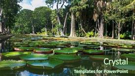  Presentation with water lilly - PPT theme consisting of lillies - giant water lilly victoria amazonica background and a  colored foreground