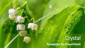  Presentation with lily of the valley close - Audience pleasing PPT layouts consisting of lillies - lilly of the valley backdrop and a tawny brown colored foreground