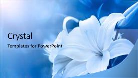  Presentation with flowers border - Colorful slide set enhanced with lillies - lily flowers border design spring backdrop and a light blue colored foreground