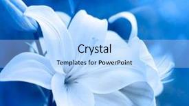  Presentation with flowers border - Colorful slide set enhanced with lillies - lily flowers border design spring backdrop and a light blue colored foreground