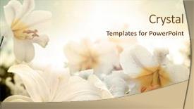  Presentation with flowers border - Theme consisting of lillies - lily flowers border design spring background and a cream colored foreground