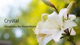  Presentation with flowers border - Beautiful PPT theme featuring lillies - lily flowers border design spring backdrop and a yellow colored foreground